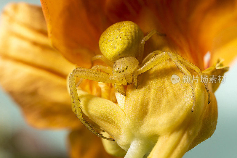 黄花蟹蛛(Misumena vatia)